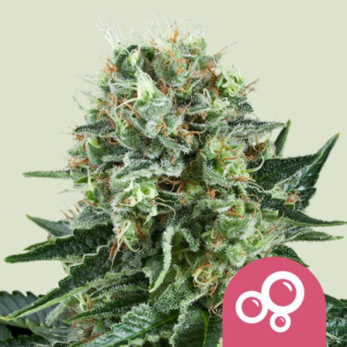 Royal Queen Seeds - Bubble Kush