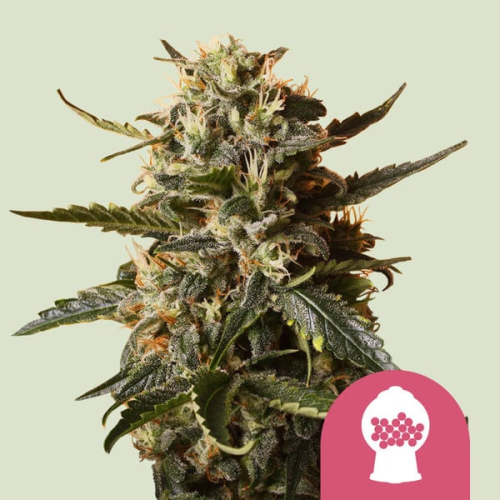 Royal Queen Seeds - Bubblegum XL