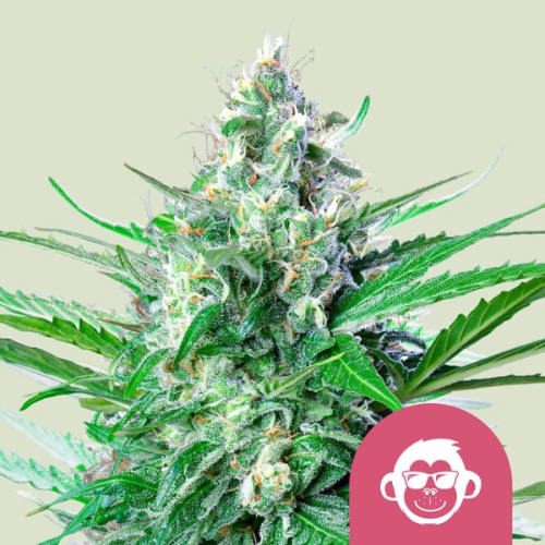 Royal Queen Seeds - Grape Ape