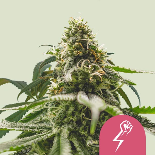 Royal Queen Seeds - Green Crack Punch (Green Punch)