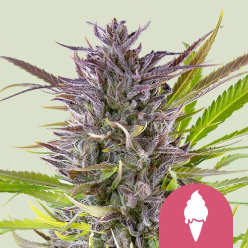 Royal Queen Seeds - Green Gelato