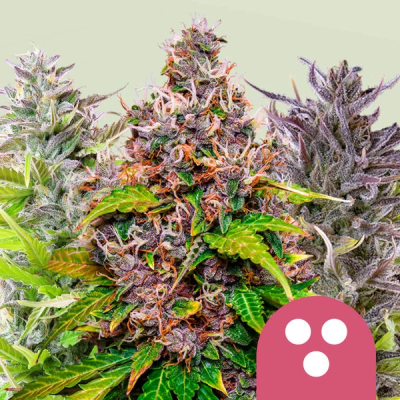 Royal Queen Seeds - Feminizovaný Mix