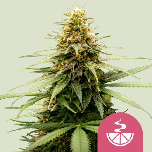 Royal Queen Seeds - Lemon Skunk