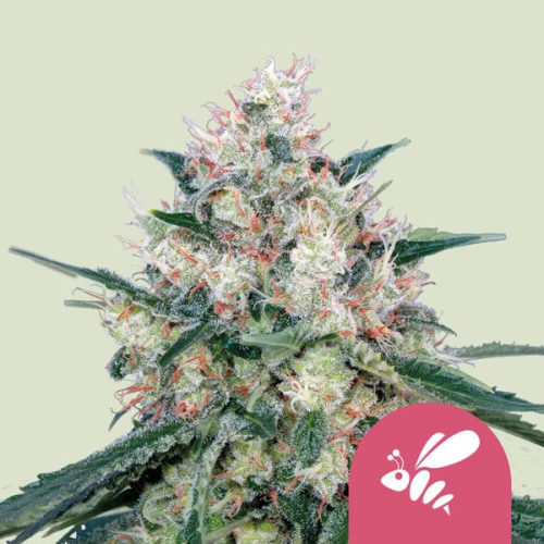 Royal Queen Seeds - Honey Cream Fast Version