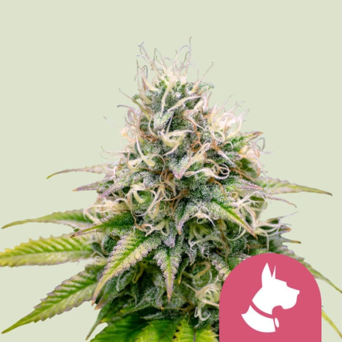 Royal Queen Seeds - Kali Dog