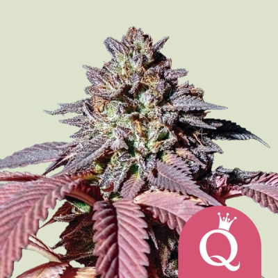Royal Queen Seeds - Purple Queen