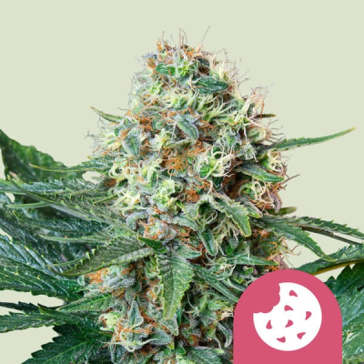 Royal Queen Seeds - Royal Cookies