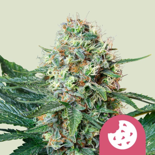Royal Queen Seeds - Royal Cookies