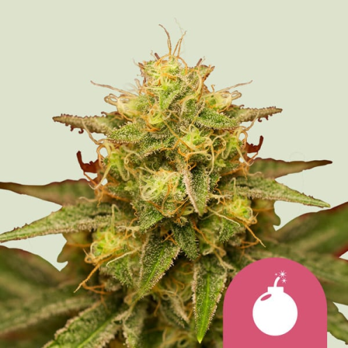 Royal Queen Seeds - Royal Domina
