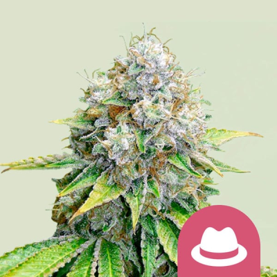 Royal Queen Seeds - OG Kush