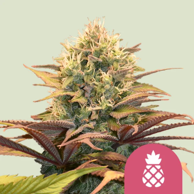 Royal Queen Seeds - Pineapple Kush