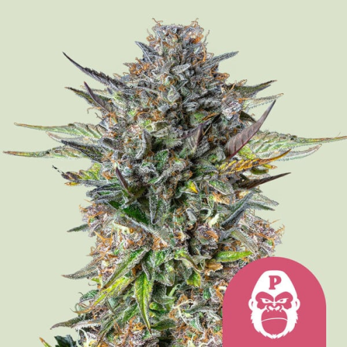 Royal Queen Seeds - Pink Gorilla