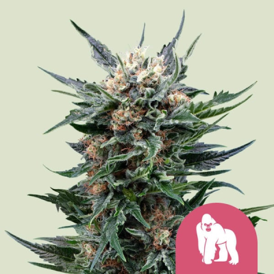Royal Queen Seeds - Royal Gorilla