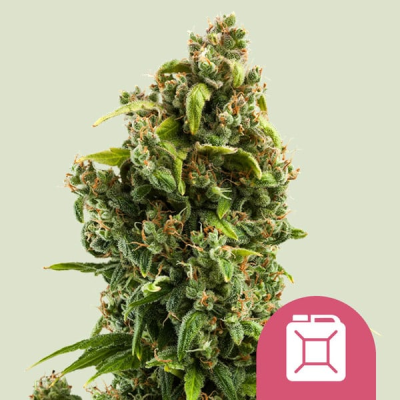 Royal Queen Seeds - Sour Diesel