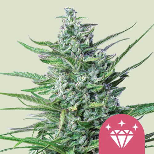 Royal Queen Seeds - Special Kush #1