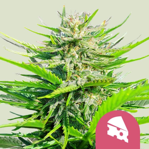 Royal Queen Seeds - Royal Cheese Fast Version