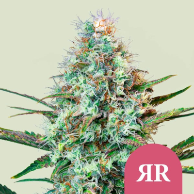 Royal Queen Seeds - Royal Runtz