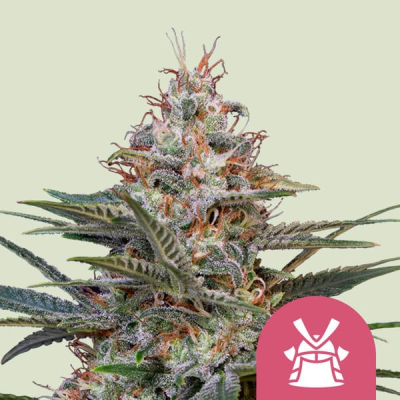 Royal Queen Seeds - Shogun
