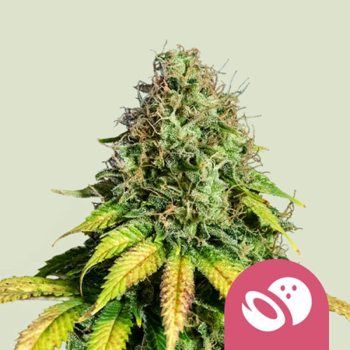 Royal Queen Seeds - Somango XL