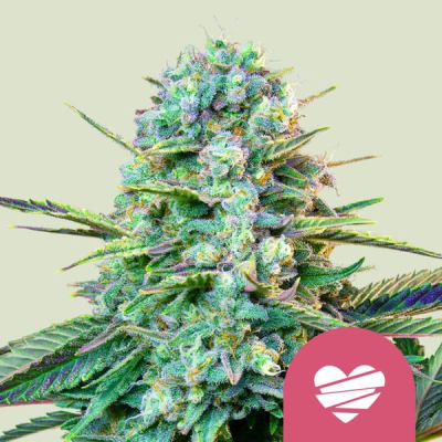 Royal Queen Seeds - Wedding Crasher