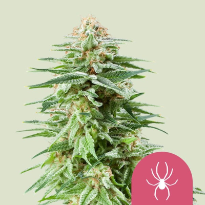 Royal Queen Seeds - White Widow