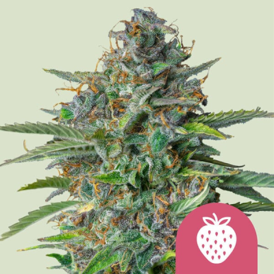 Royal Queen Seeds - Strawberry Cough