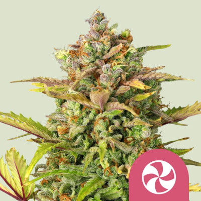 Royal Queen Seeds - Sweet ZZ (Sweet Zkittlez)