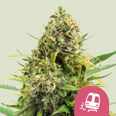 Royal Queen Seeds - Trainwreck