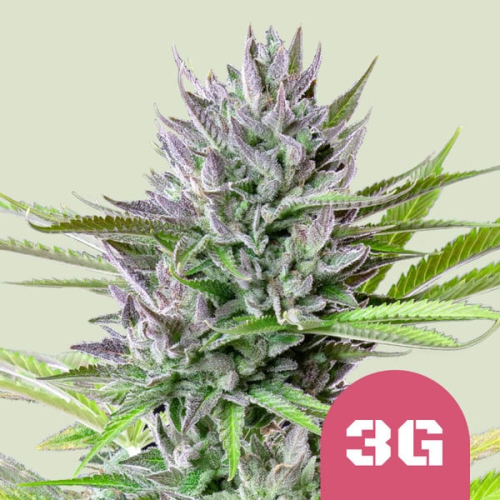 Royal Queen Seeds - Triple G