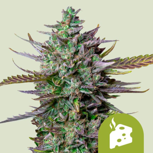 Royal Queen Seeds - Blue Cheese Automatic