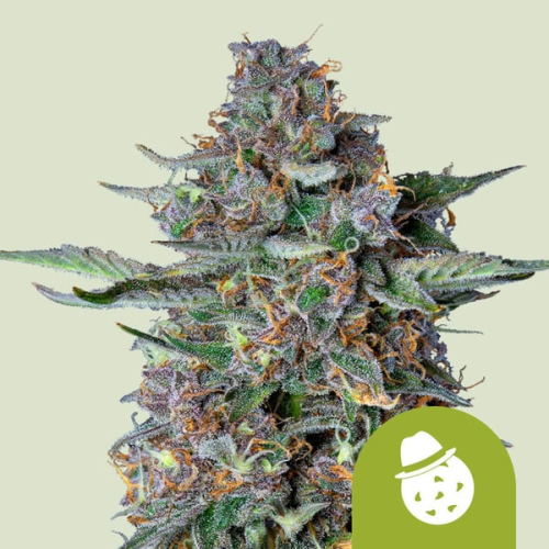 Royal Queen Seeds - Do-si-dos Auto
