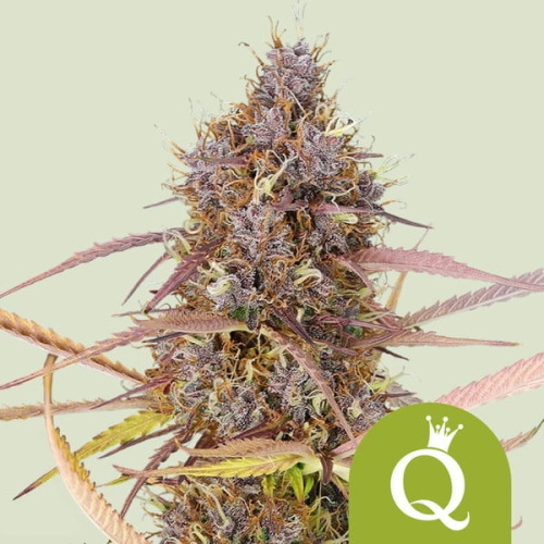 Royal Queen Seeds - Purple Queen Auto