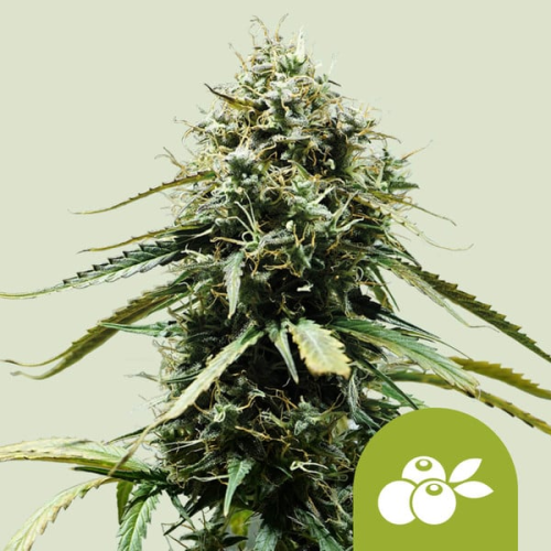 Royal Queen Seeds - Haze Berry Automatic