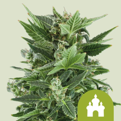 Royal Queen Seeds - Royal Kush Auto