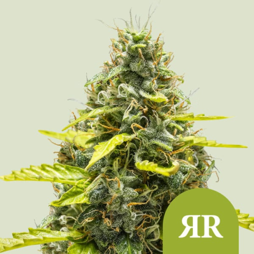 Royal Queen Seeds - Royal Runtz Auto