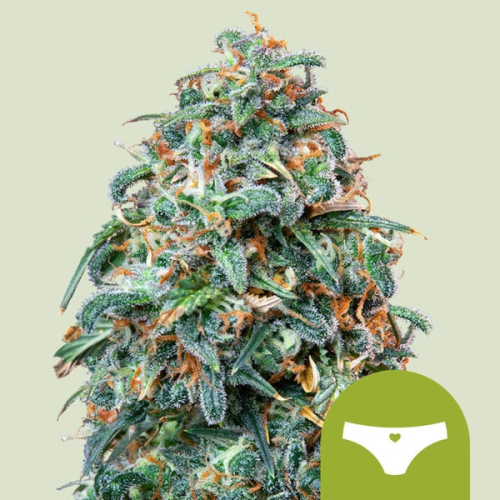Royal Queen Seeds - Sherbet Queen Automatic
