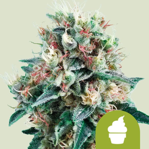 Royal Queen Seeds - Royal Creamatic