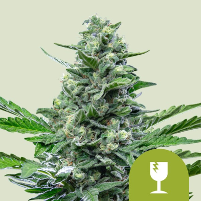 Royal Queen Seeds - Royal Critical Auto
