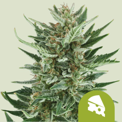 Royal Queen Seeds - Royal Cheese Auto