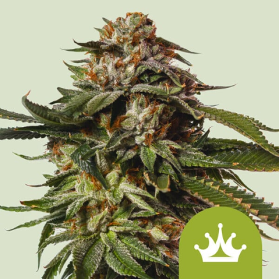 Royal Queen Seeds - Special Queen #1 Auto