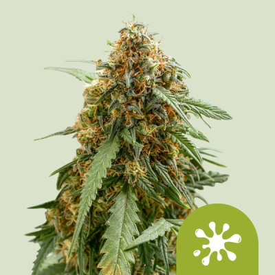 Royal Queen Seeds - Sticky Queen Auto