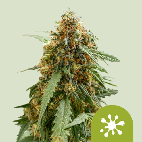 Royal Queen Seeds - Sticky Queen Auto