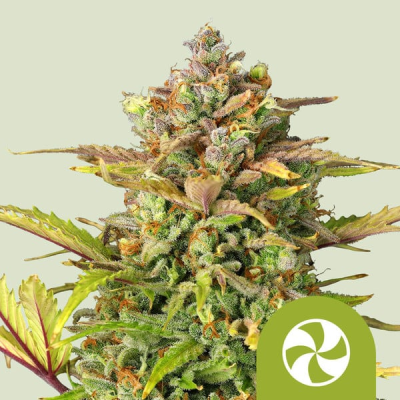 Royal Queen Seeds - Sweet ZZ Automatic