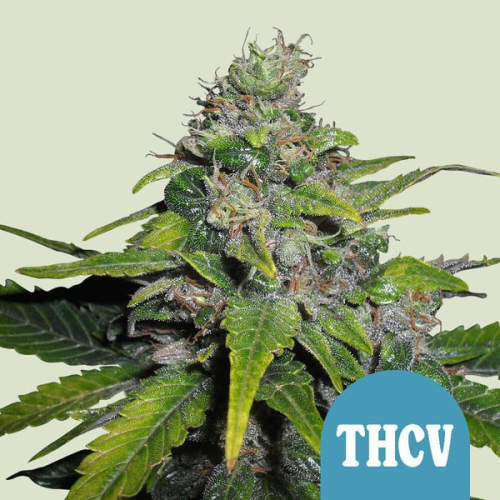 Royal Queen Seeds - Royal THCV