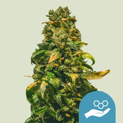 Royal Queen Seeds - Solomatic Auto CBD