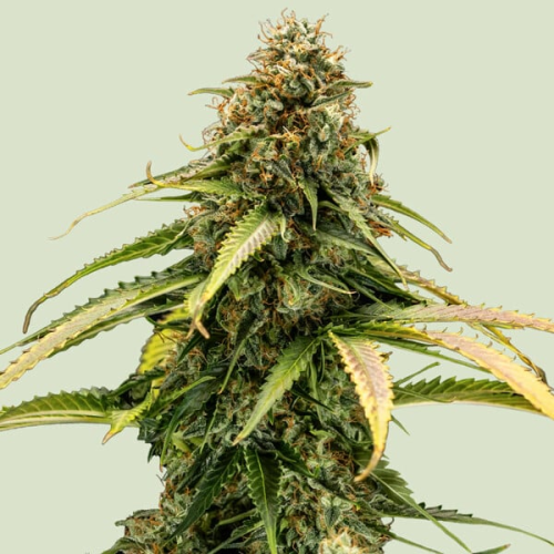 Royal Queen Seeds - Epsilon F1 Auto