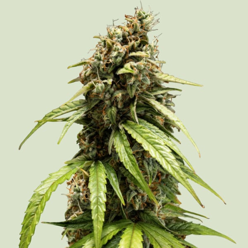 Royal Queen Seeds - Orion F1 Auto