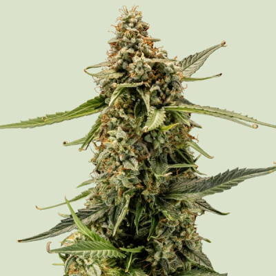 Royal Queen Seeds - Titan F1 Auto