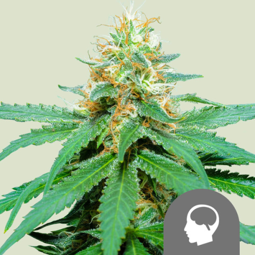 Royal Queen Seeds - Amnesia Haze regular