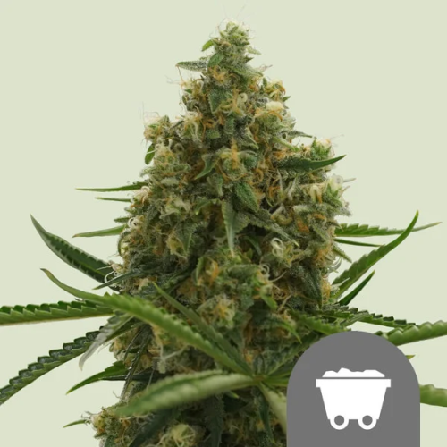 Royal Queen Seeds - Shining Silver Haze regular